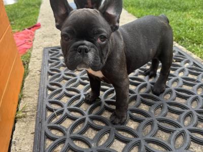 French Bulldog puppies in Dublin