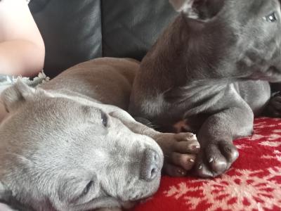 Top pedigree 🐾 Blue staffie pups 🐾