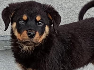 Rottweiler puppies in Kilkenny
