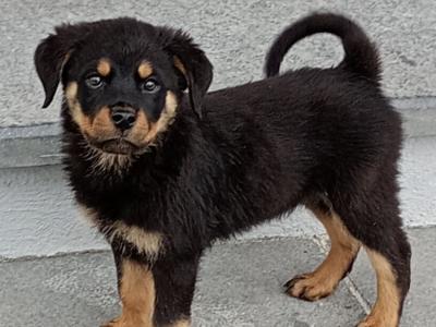 Rottweiler puppies in Kilkenny