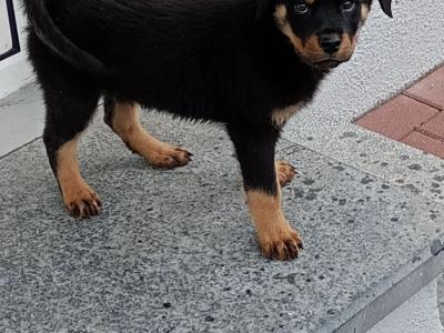 Rottweiler puppies in Kilkenny
