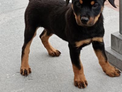 Rottweiler puppies in Kilkenny