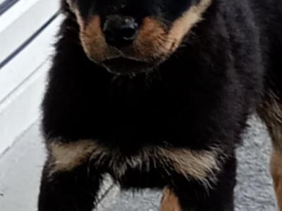 Rottweiler puppies in Kilkenny