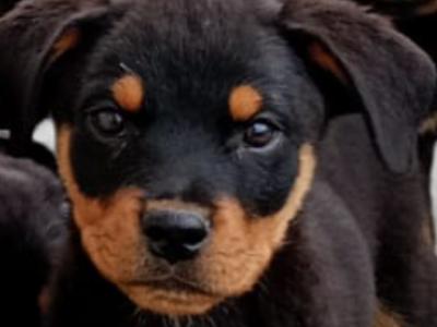 Rottweiler puppies in Kilkenny