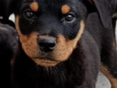 Rottweiler puppies in Kilkenny