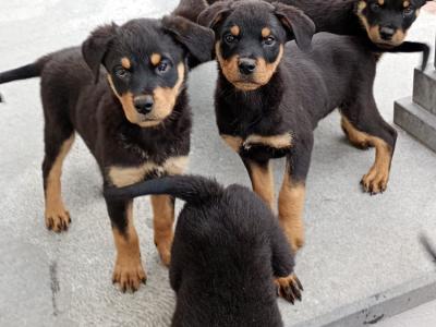 Rottweiler puppies in Kilkenny