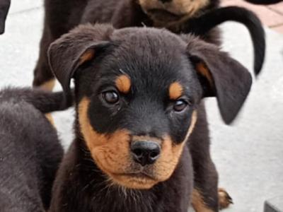 Rottweiler puppies in Kilkenny