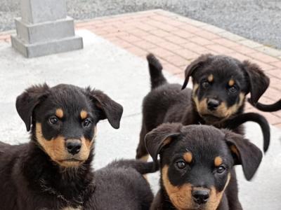 Rottweiler puppies in Kilkenny