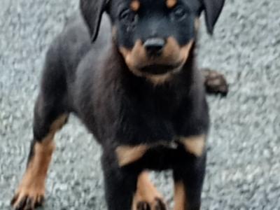 Rottweiler puppies in Kilkenny