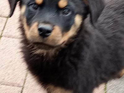 Rottweiler puppies in Kilkenny