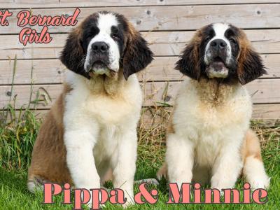 IKC Registered Long Hair St. Bernard puppies in Longford