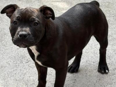 IKC Registered Staffordshire Bull Terrier puppies in Dublin