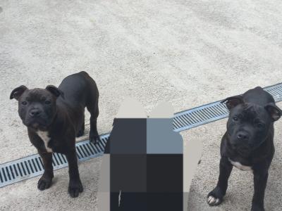 IKC Registered Staffordshire Bull Terrier puppies in Dublin