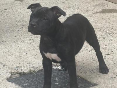 IKC Registered Staffordshire Bull Terrier puppies in Dublin