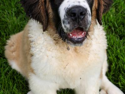 IKC Registered Long Hair St. Bernard puppies in Longford
