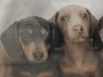 Miniature Dachshund puppies in Wexford
