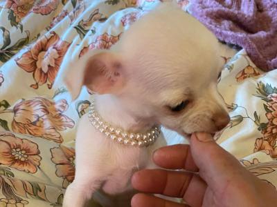 Beautiful Chihuahua puppies in Mayo