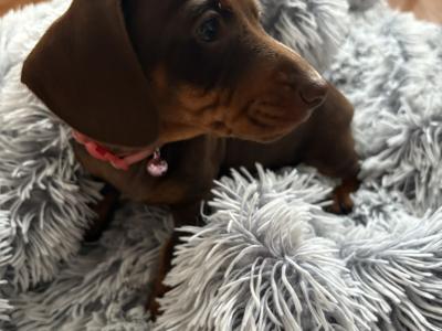 Female Dachshund puppy in Longford