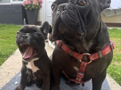 French Bulldog puppies in Dublin
