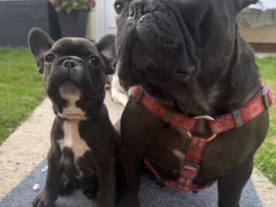 French Bulldog puppies in Dublin