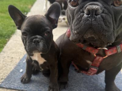 French Bulldog puppies in Dublin