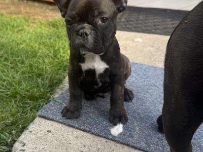 French Bulldog puppies in Dublin