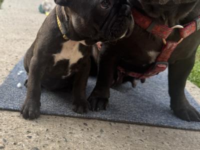 French Bulldog puppies in Dublin