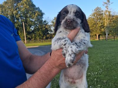 Sprocker pups in Laois