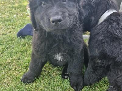 IKC Registered Newfoundland puppies for sale in Carlow