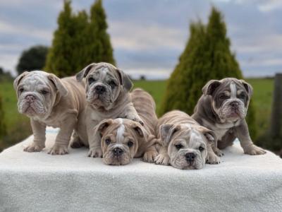 English bulldog