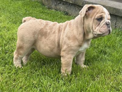 English bulldog