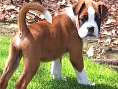2 Boxer puppies for sale in Laois