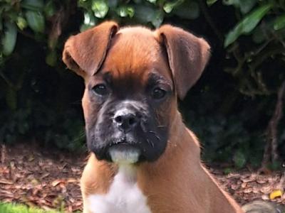 2 Boxer puppies for sale in Laois