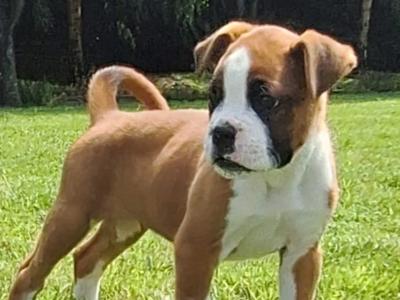 2 Boxer puppies for sale in Laois