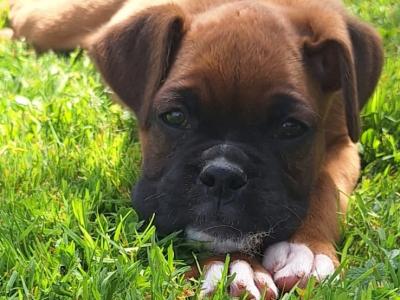 2 Boxer puppies for sale in Laois