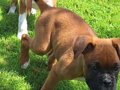 2 Boxer puppies for sale in Laois