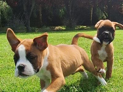2 Boxer puppies for sale in Laois