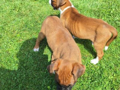 2 Boxer puppies for sale in Laois