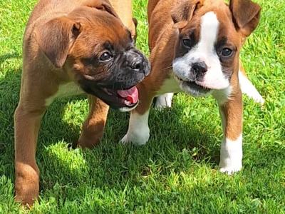 2 Boxer puppies for sale in Laois