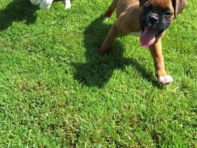 2 Boxer puppies for sale in Laois
