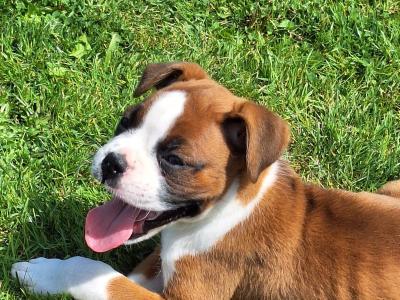 2 Boxer puppies for sale in Laois