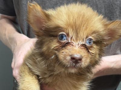 Pomsky puppies in Cavan