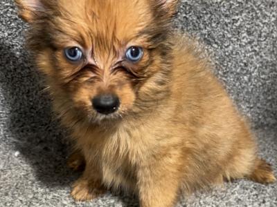 Pomsky puppies in Cavan