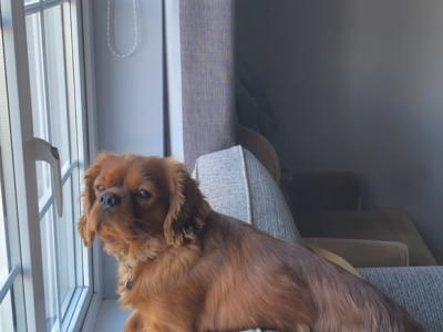 Maximiliano for stud — IKC Ruby Cavalier King Charles in Monaghan