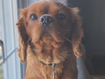 Maximiliano for stud — IKC Ruby Cavalier King Charles in Monaghan