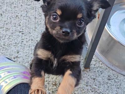 Stunning Chihuahua puppies long & short haired