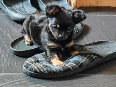 Stunning Chihuahua puppies long & short haired in Waterford