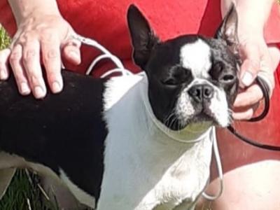 Female Boston Terrier IKC Registered in Cavan