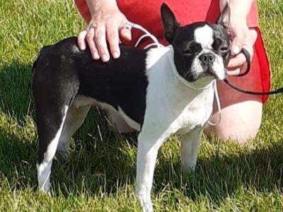 IKC Registered female Boston Terrier dog for sale in Cavan