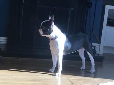 IKC Registered female Boston Terrier dog for sale in Cavan
